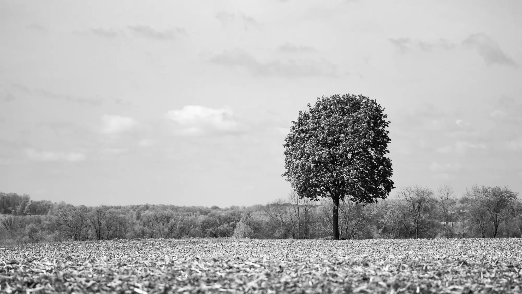 A single tree in open fields under an overcast sky.